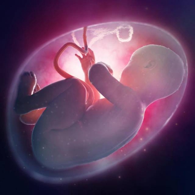 胎儿在肚子里的姿势 (16)