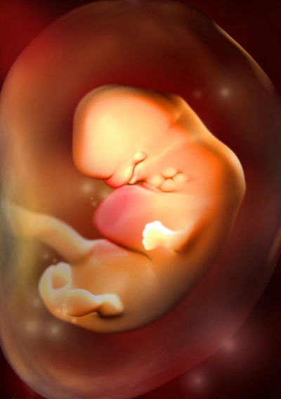 胎儿在肚子里的姿势 (27)