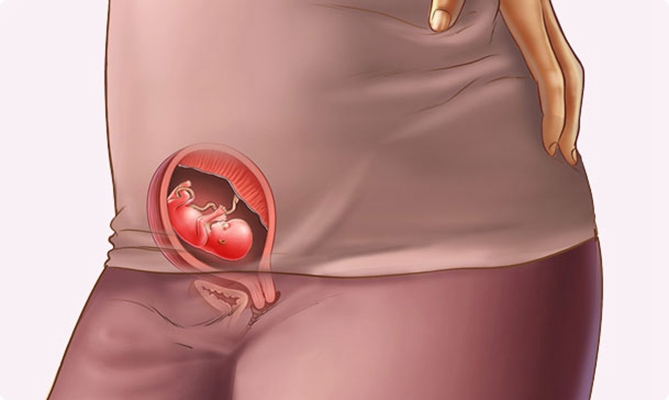 胎儿在肚子里的姿势 (1)