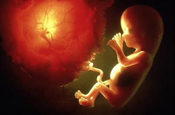 胎儿在肚子里的姿势 (14)