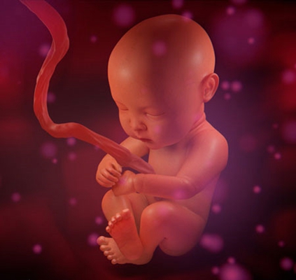 胎儿在肚子里的姿势 (17)