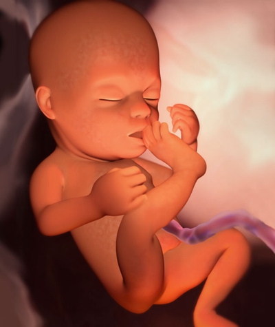 胎儿在肚子里的姿势 (30)
