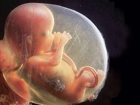 胎儿在肚子里的姿势 (28)