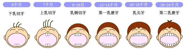 乳牙换牙顺序 (45)