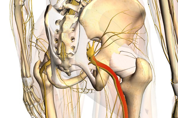 坐骨神经位置图片 (40)