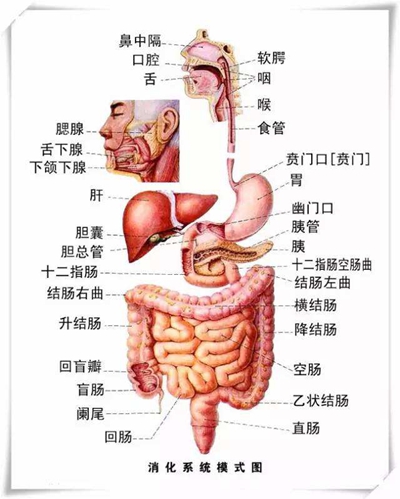 盲肠的位置图图片
