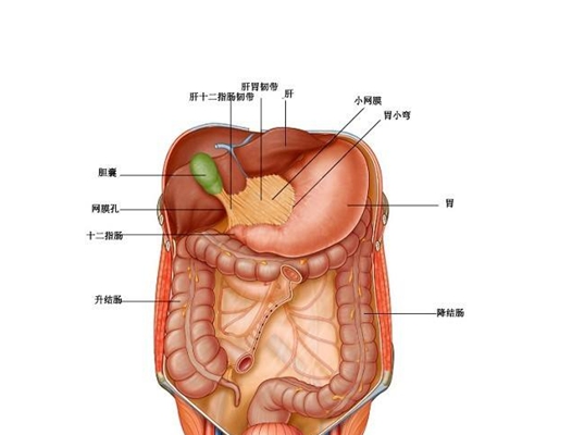 盲肠的位置图图片