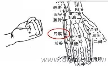 外勞宮在手背側,又稱落枕穴,第2,3掌骨之間,掌指關節後0.5寸(指寸).