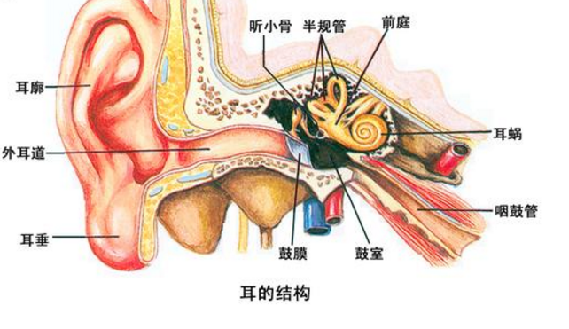 咽鼓管解剖结构图图片