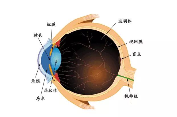 巩膜和球结膜的示意图图片