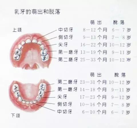 婴儿牙齿结构图图片