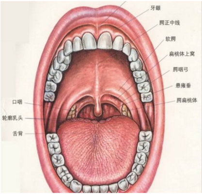 咽喉囊肿会自己消失吗图片