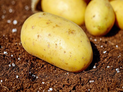 potatoes-1585057__340_副本.jpg