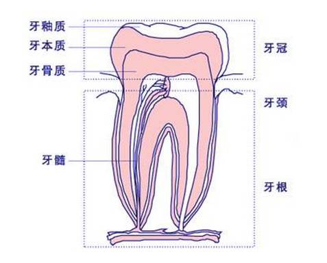 牙齿由牙冠和牙根两部分组成,牙冠又分为牙釉质,牙本质,牙髓,除了
