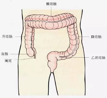 3,小肠
