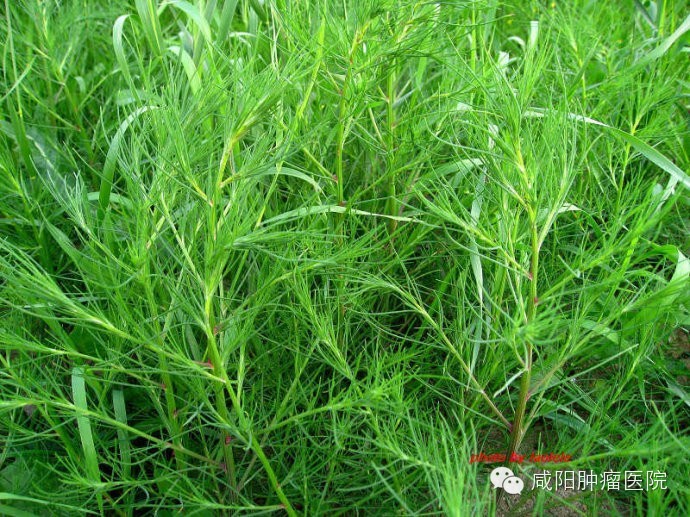蓬菜网,_文秘苑图库