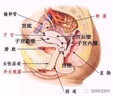 引起盆腔积液的原因,盆腔积液有哪些危害?