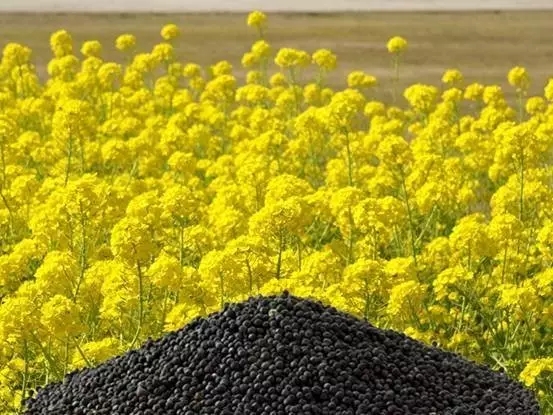 杂粮是转基因吗?