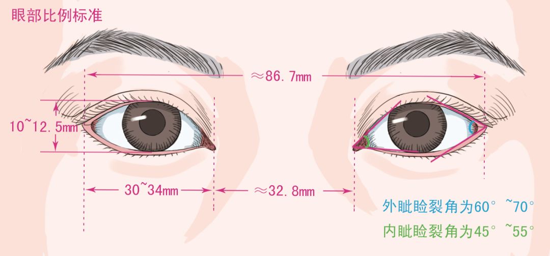 上瞼下垂及眼瞼畸形有哪些診療範圍?