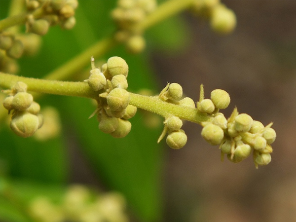 龙眼,荔枝幼果期管理技术