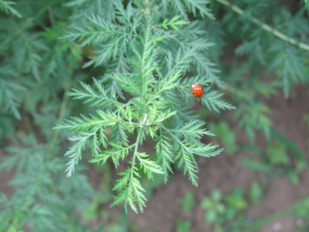 青蒿价格是多少