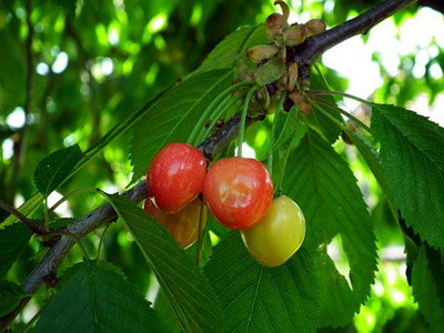 cherries-3389090__340_副本.jpg