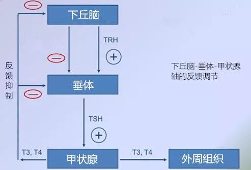 看懂甲狀腺報告,你離康復又近了一步