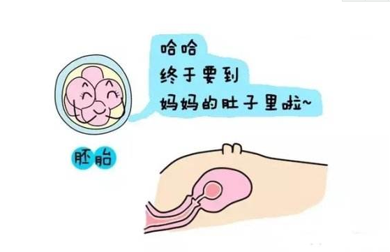 试管婴儿移植.png