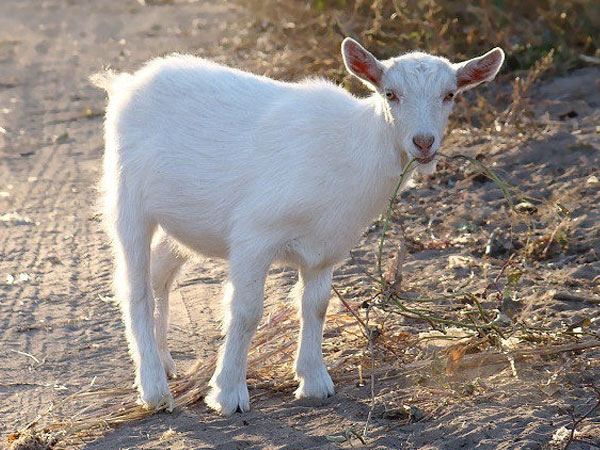 秋季马头山羊的饲养管理