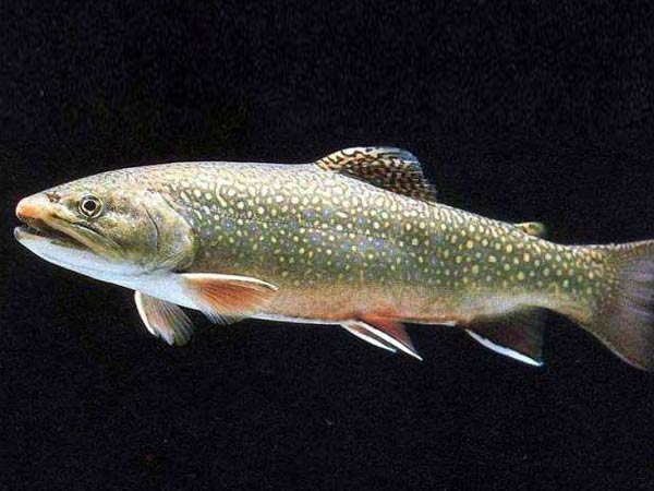 鲑鳟鱼类常见疾病咋预防