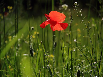 poppy-3137588__340_副本.jpg