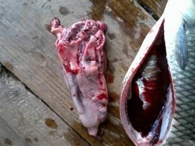 青鱼肝胆综合症的诊断方法与防治技术