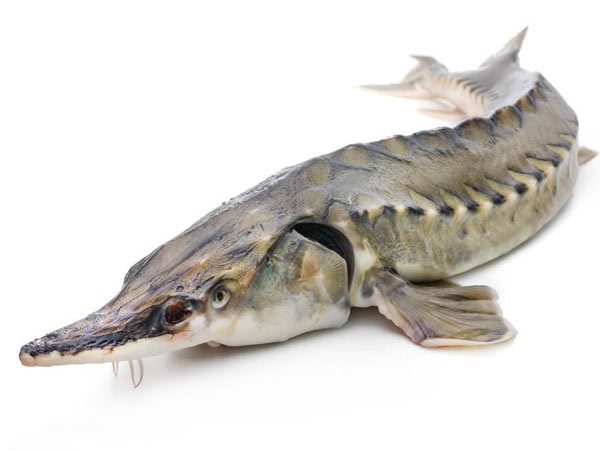 史氏鲟苗种运输的三个注意事项