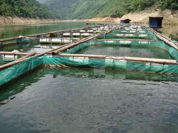鲤鱼网箱养殖技术