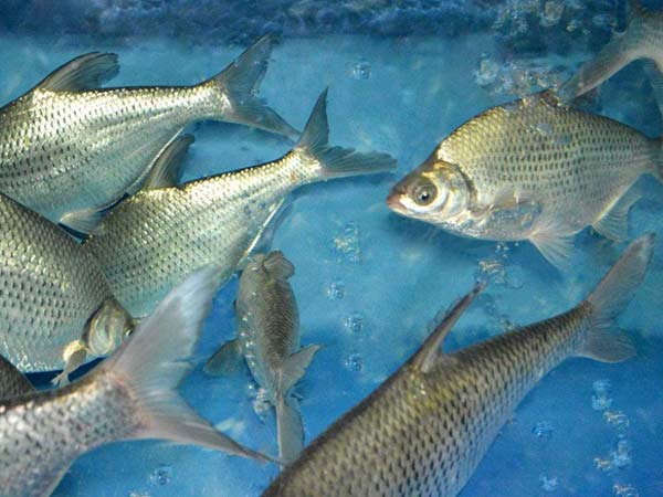 池塘养殖团头鲂商品鱼的饲养管理技术介绍_帮农网