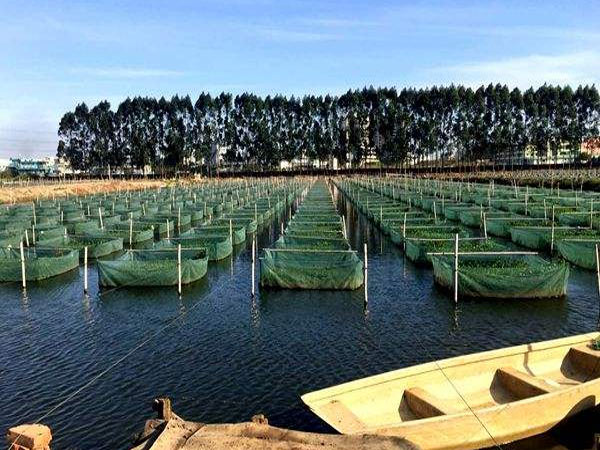 网箱养殖鳜鱼技术的三个步骤