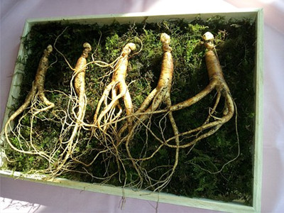 ginseng-641890__340_副本.jpg