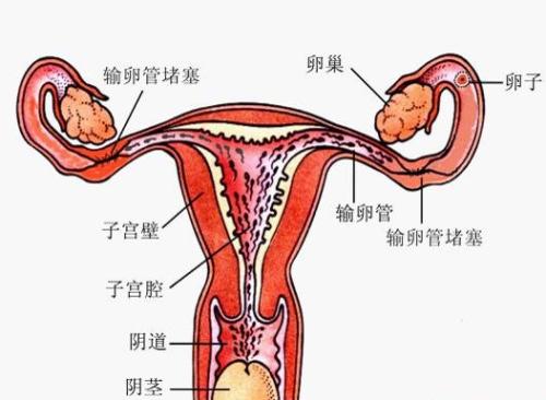 女性下腹附件图图片