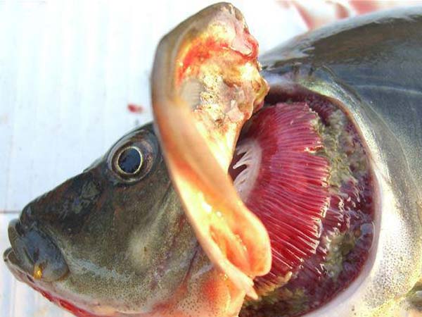 鲤鱼顽固性烂鳃病症状和治疗探索