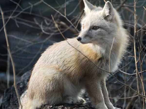 饱和脂肪酸所占的比重较大,所以易氧化,从而形成对狐貉有害作用的物质