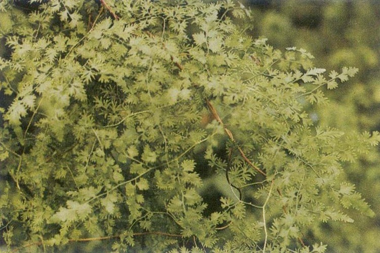 海金沙植株图 海金沙植株图