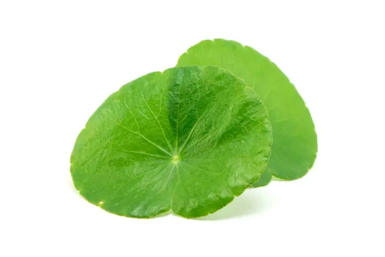 积雪草叶片图 积雪草叶片图