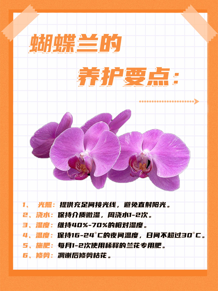医生一文讲清楚：蝴蝶兰的功效与作用！