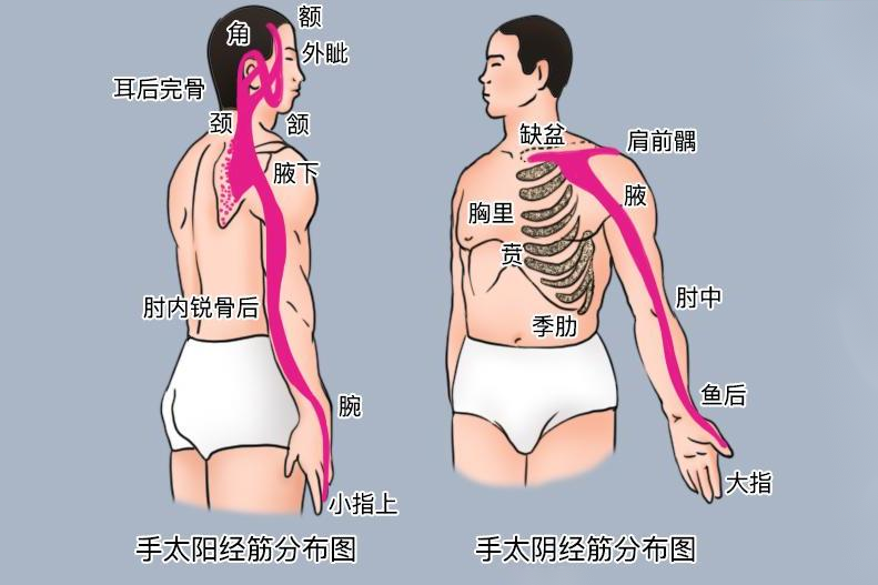 手太阳手太阴经筋分布图