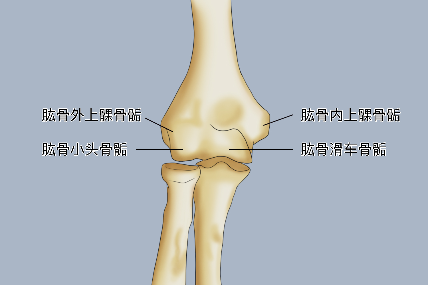 儿童肘关节骨骺解剖图