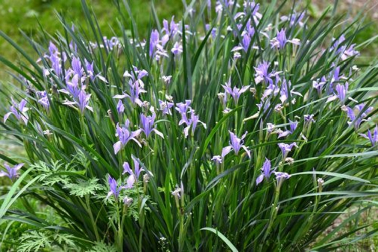 紫蓝草植株图 紫蓝草植株图