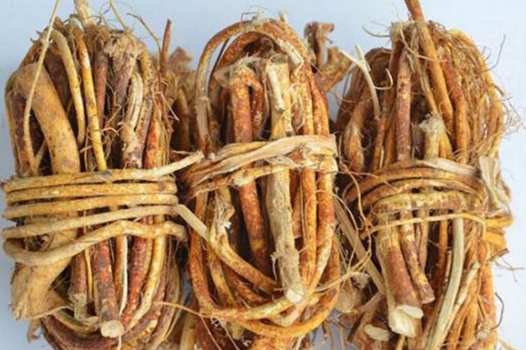 中药五指毛桃图