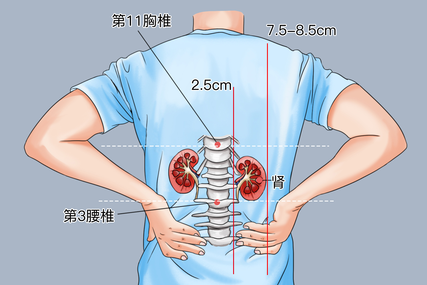 肾位置图