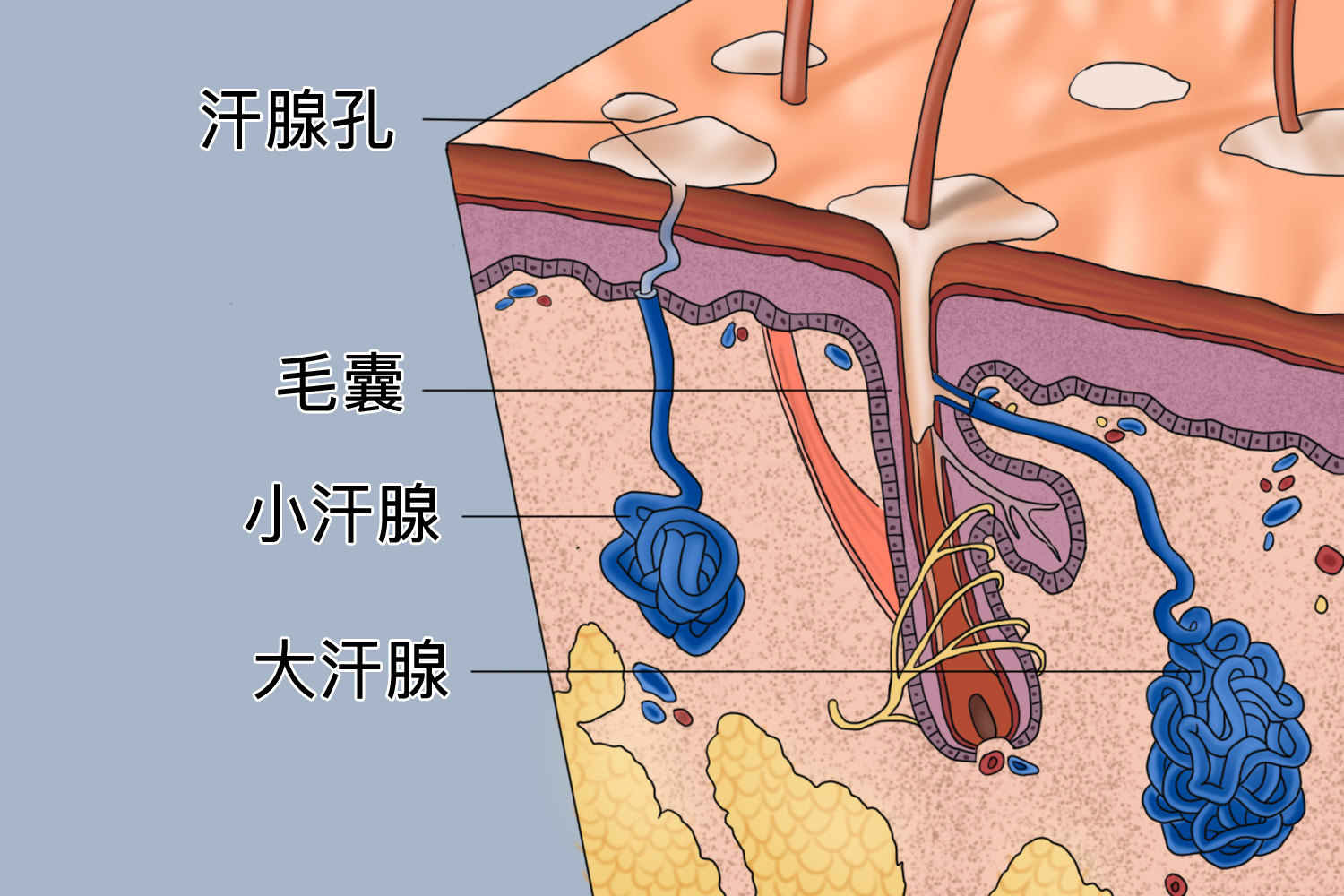 汗腺图