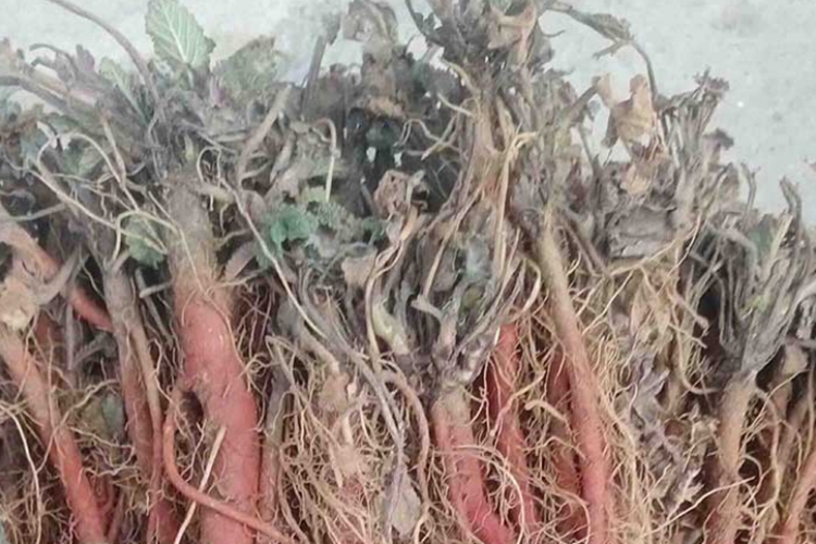 丹参叶子药材外观图